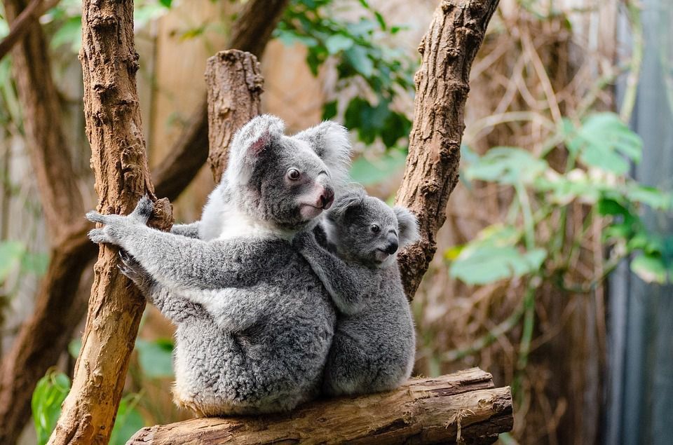Австралійські вчені заявили про загрозу зникнення коал. В екосистемі коали відіграють важливу роль — харчуючись листям, вони оздоровлюють ліси та удобрюють послідом ґрунт.