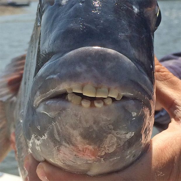 У США знайшли незвичайну тварину — рибу з людськими зубами. Я ніколи не бачила нічого подібного.