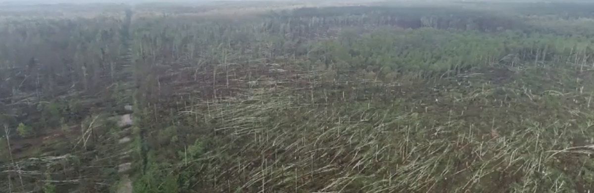 Смерч за лічені хвилини знищив 100 гектарів лісу в Житомирській області. Загибель такої кількості дерев може бути оцінена як надзвичайна ситуація.