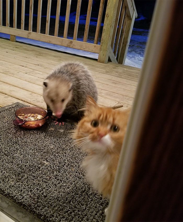 Опосум краде улюблену їжу у котика. Погляньте тільки на реакцію пухнастого. Бідолаха!