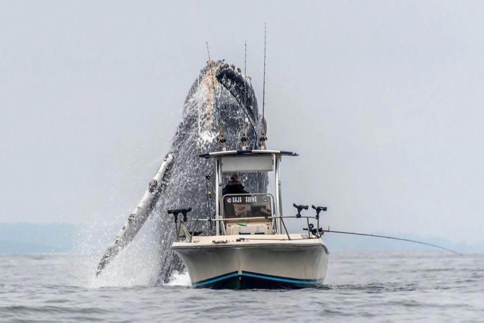 Гігантський кит вистрибнув з води поряд з човном рибака, і від цього перехоплює подих. Відео одразу ж стало вірусним.