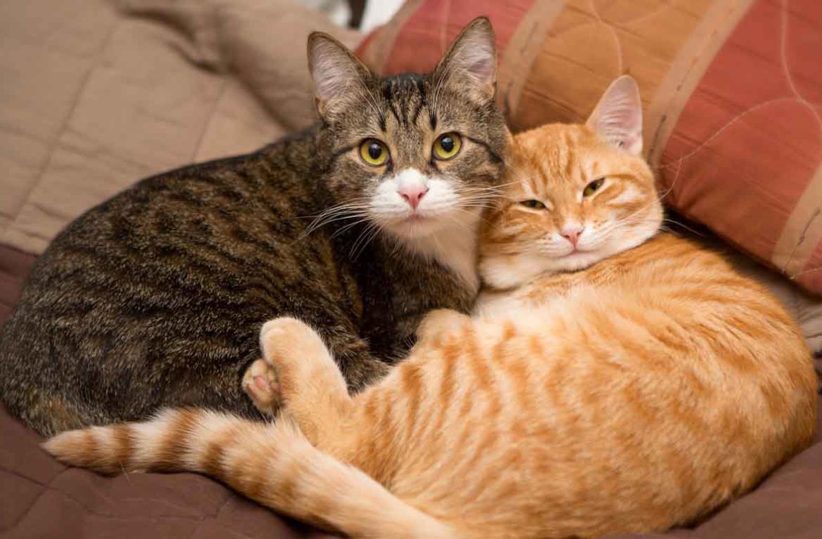 Кішка у квартирі: мінуси життя домашнього улюбленця. Проблеми, з якими може зіткнутися власник тварини, яка живе у квартирі.