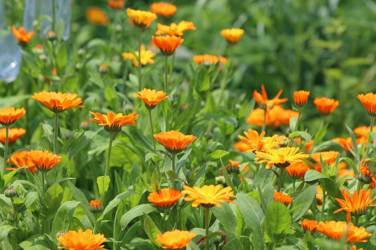 Чарівна квітка календула — корисні рекомендації. Догляд за календулою — корисні рекомендації.