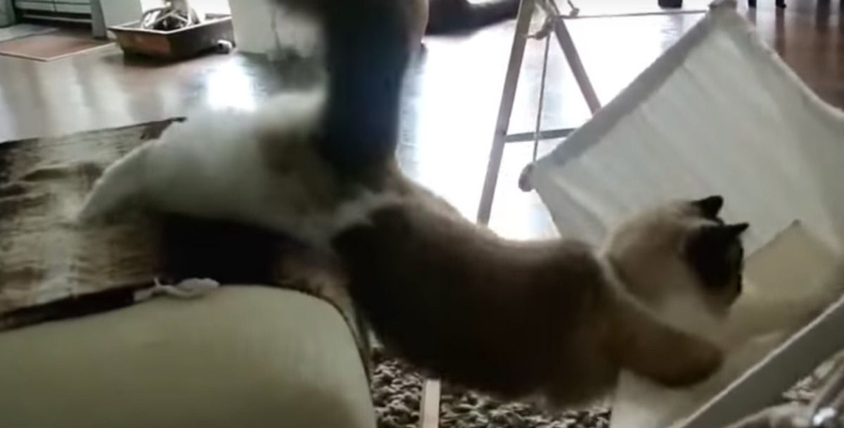 Кіт намагається залізти у свій гамак. Його спроби треба бачити!. Кумедне відео!