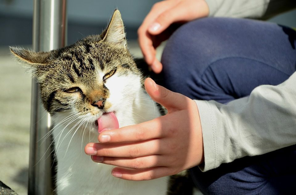 Вчені створили найкращу щітку — штучний аналог котячого язика. Розкриті секрети котячого язика.