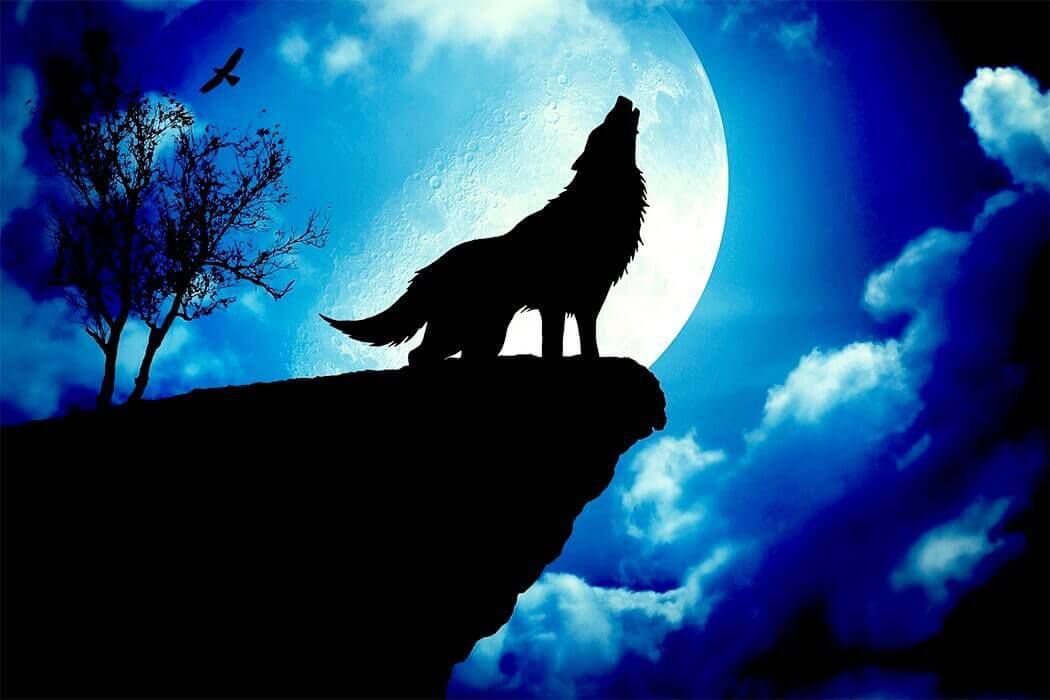 Навіщо вовки виють на повний Місяць?. Всі знають, що вовки люблять повити в місячну ніч, але нікому достеменно невідомо чому вони це роблять. Ми постараємося вам пояснити це.