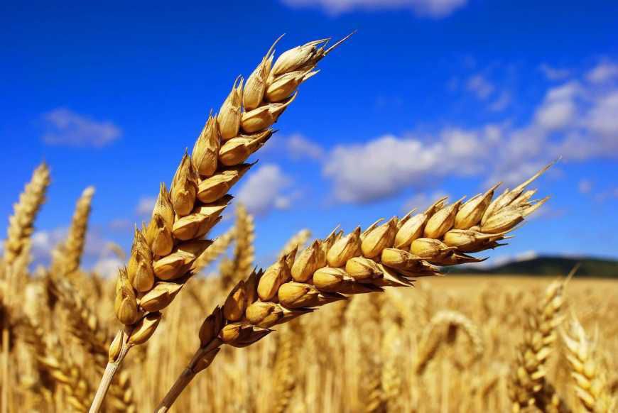В Україні якість пшениці будуть визначати по-новому. Новий стандарт приведений до міжнародних стандартів ISO та європейських EN.