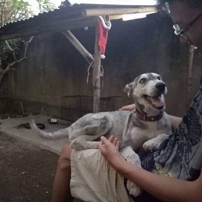 Чоловік знайшов на вулиці зморену голодом собаку. І ось її фото через 10 місяців після порятунку. Догляд і турбота дали свої плоди.