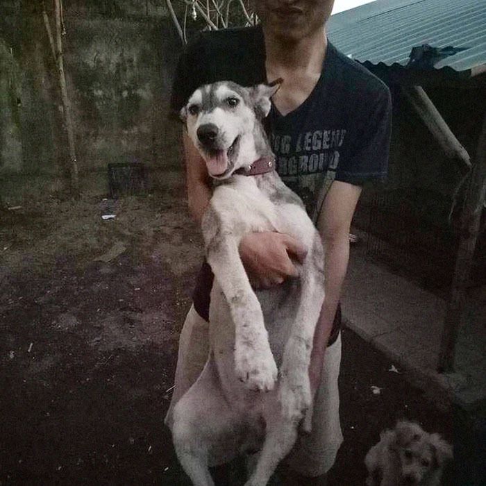 Чоловік знайшов на вулиці зморену голодом собаку. І ось її фото через 10 місяців після порятунку. Догляд і турбота дали свої плоди.