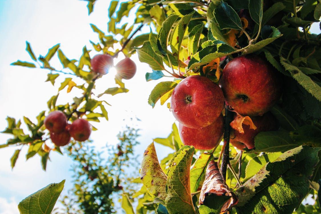 Причини, чому не цвіте і не плодоносить яблуня. Проблеми з плодоношенням яблуні можуть бути через те, що при покупці ви вибрали неправильний сорт дерева.
