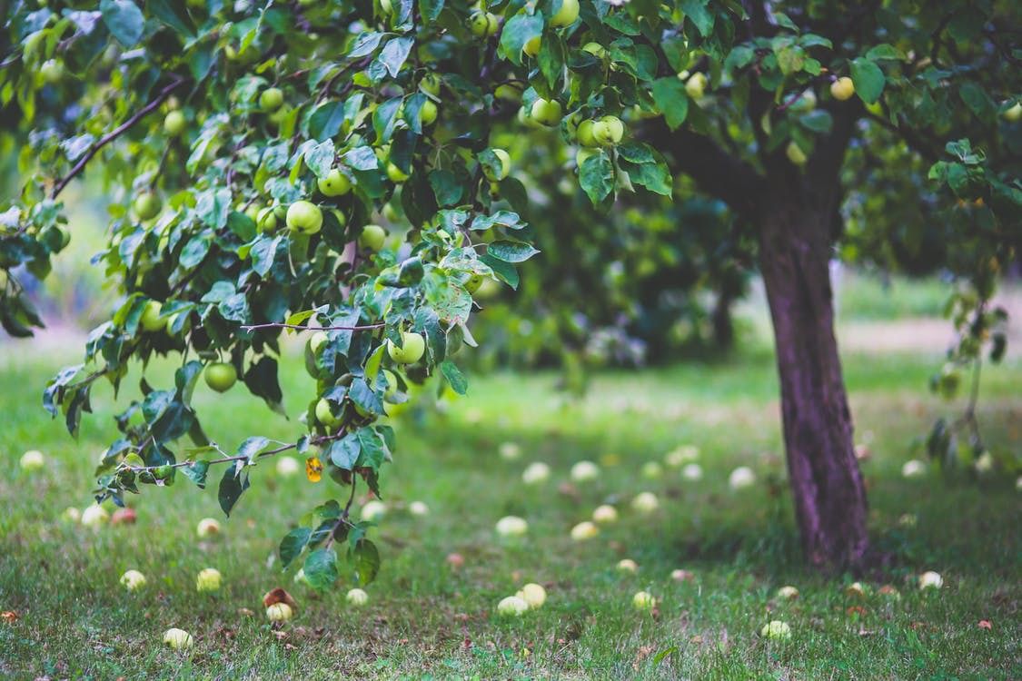 Причини, чому не цвіте і не плодоносить яблуня. Проблеми з плодоношенням яблуні можуть бути через те, що при покупці ви вибрали неправильний сорт дерева.