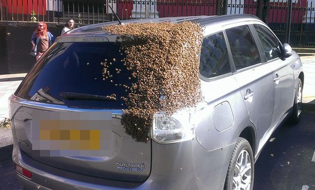 Бджолина сім'я два дні переслідувала авто, де застрягла їх матка. Бідний водій.