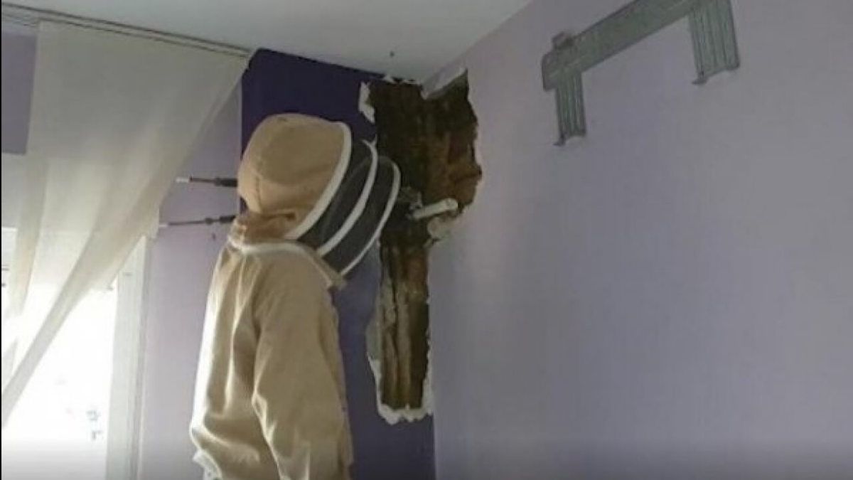 Що ховалося в стіні спальні? Два роки подружжя чули шум у стіні, але терпіння скінчилося і вони вирішили заглянути туди. Коли вони викликали майстра — він виявив там 80 тисяч бджіл.