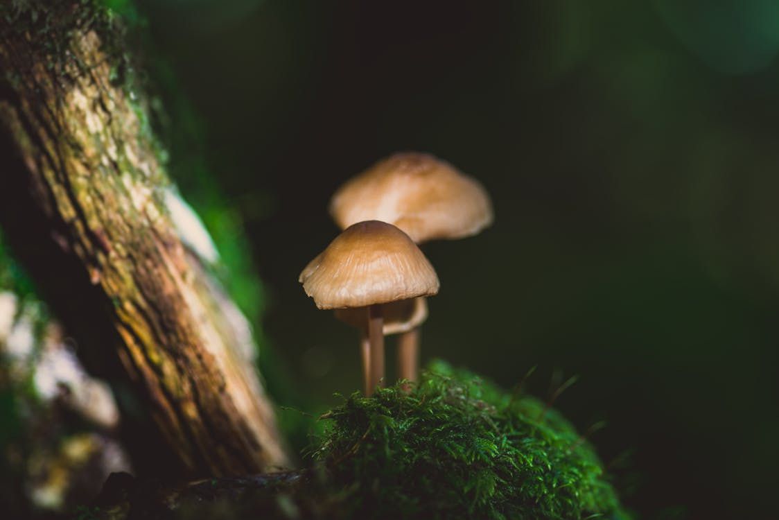 В Австралії знайшли гриби, які виділяють золото. Мікроскопічні гриби здатні поглинати розчинене золото і відкладати його у вигляді чистого металу.