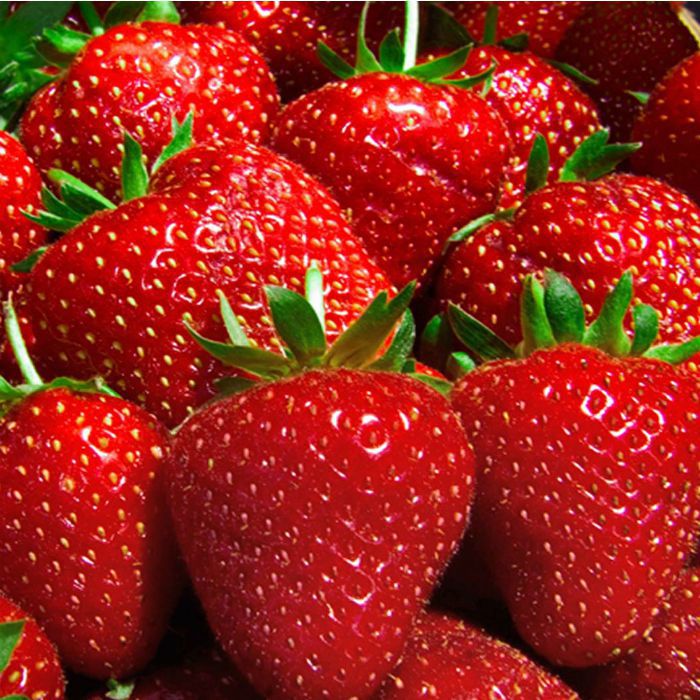 Небезпека ранньої полуниці: ягоду не можна зберігати понад два дні після збору. Фахівці стверджують, що полуниця, яку продають на українських ринках, може бути по-справжньому небезпечною для здоров'я.