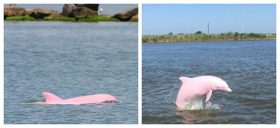 Справжній унікальний рожевий дельфін потрапив на камеру. Чи існують рожеві дельфіни, чи це тільки мультяшні персонажі, і взагалі чи можливо коли-небудь побачити подібне? Так, так і ще раз так!