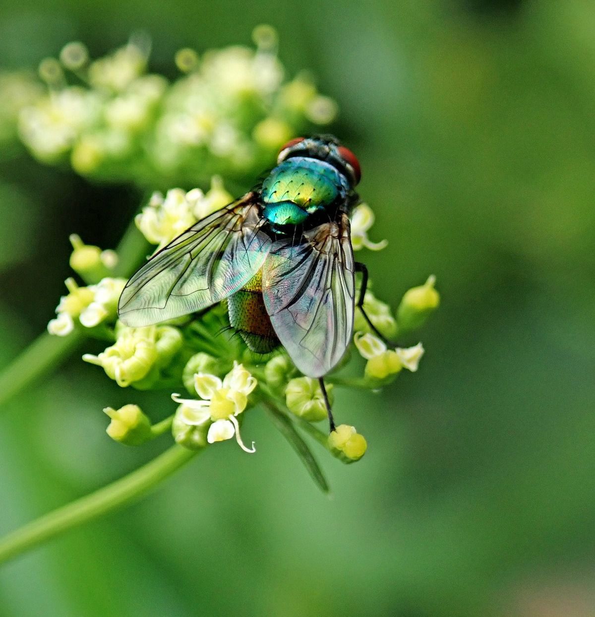 Цікаві факти про мух. Сучасна наука налічує понад 30 тисяч видів мух, і кожен рік список поповнюється.