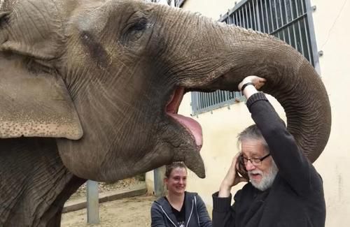 Зустріч слона і чоловіка 32 роки потому: тварина впізнала свого колишнього друга. Слони все пам'ятають!