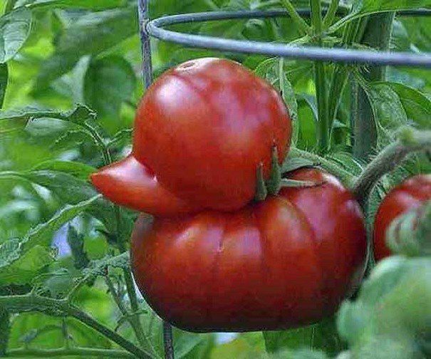Деформовані плоди томатів: причина аномалії?. Чому помідори дають деформовані плоди і що з цим робити?