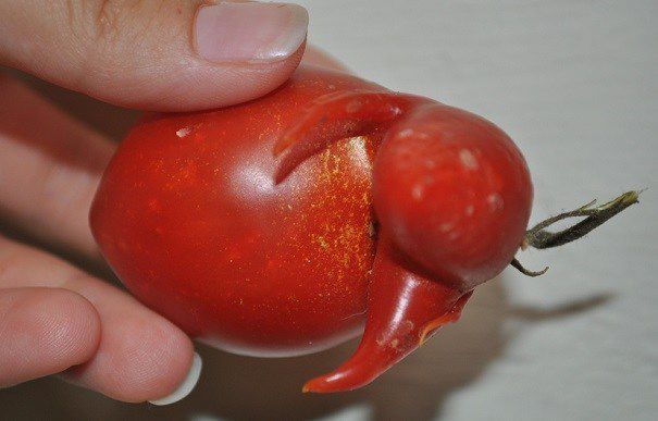 Деформовані плоди томатів: причина аномалії?. Чому помідори дають деформовані плоди і що з цим робити?