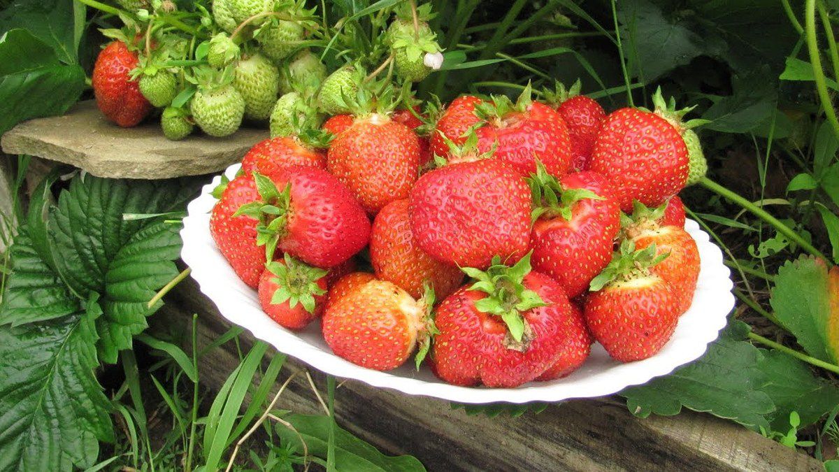 Як виростити великі ягоди полуниці – перевірена покрокова схема вирощування. Настає сезон соковитої полуниці, проте деякі не можуть похвалитися багатим урожаєм цієї ягоди, яка до того ж виростає дрібною.