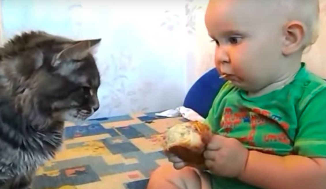 Кіт побачив малюка з булкою і теж захотів поласувати. Яка ідилія!. Ну хто не любить смачно поїсти?
