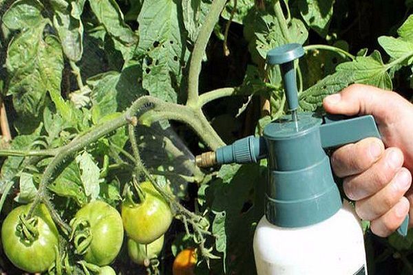Позакореневе підживлення помідорів – ефективні методи та рекомендації