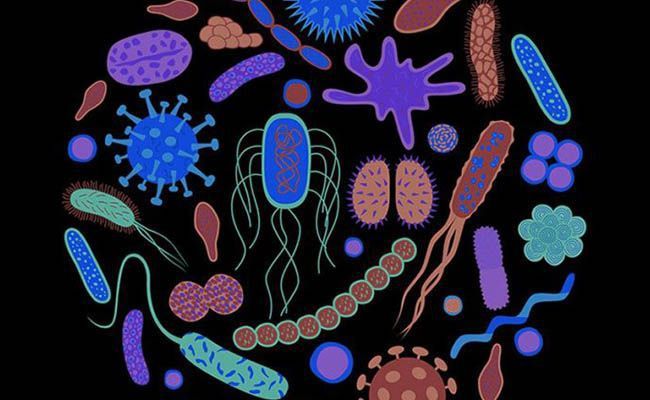 Таємничий мікробіом: 4 цікаві факти про мільярди бактерій в наших ротах. Наш мікробіом регулює багато які життєво важливі процеси організму і навіть впливає на нашу поведінку!