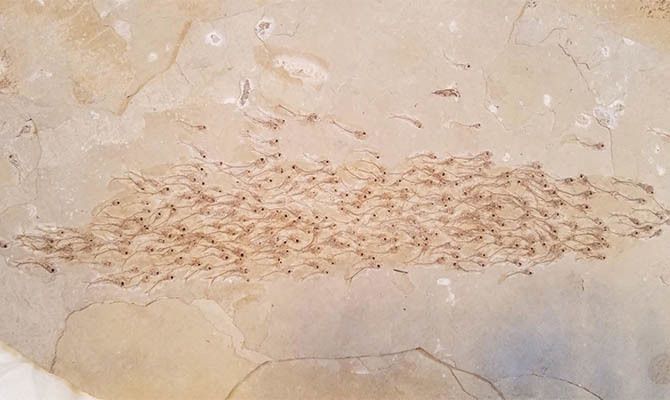 Знайдена скам'янілість зі зграєю риб віком 50 мільйонів років. Останки риб, які належали до вимерлого виду Erismatopterus levatus, були знайдені в шматку вапнякового сланцю.