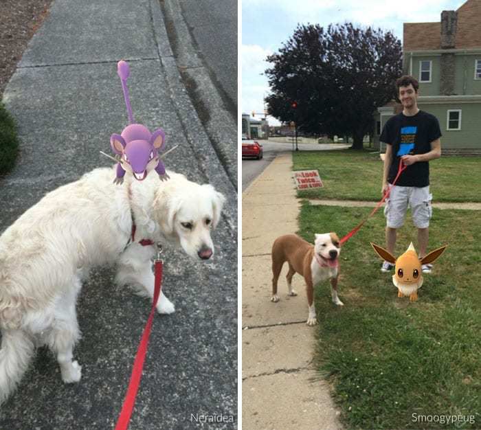 Ці собаки знайшли свій дім завдяки грі з ловлі покемонів. Геніальний задум.