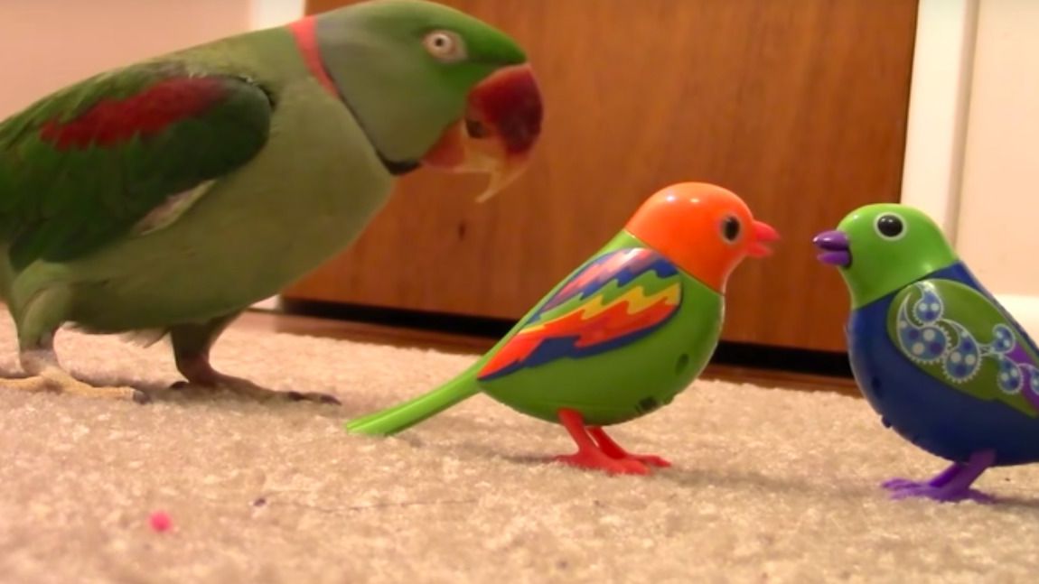 Папузі показали заводних пташок і вони йому дуууже не сподобалися. Дивіться на його реакцію!