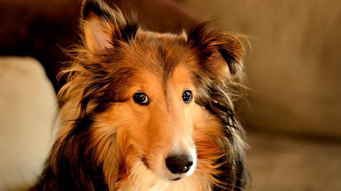 Якими рисами відрізняються найбільш лагідні пси - найкращі породи собак для сімейного виховання