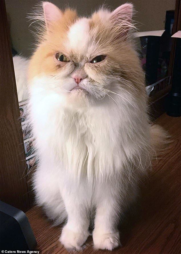 У Grumpy Cat з'явився гідний наступник — обурений котик Луїс. Не минуло й місяця з моменту смерті колишнього кумира Інтернету, кішки Тардар Соус ака "Grumpy Cat", як аудиторія відшукала собі новий об'єкт для поклоніння і критики.