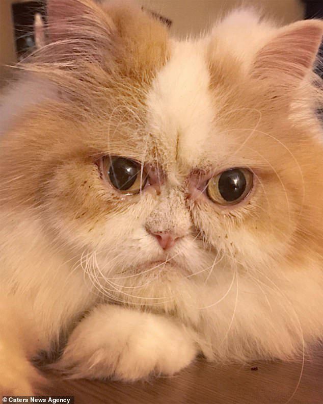 У Grumpy Cat з'явився гідний наступник — обурений котик Луїс. Не минуло й місяця з моменту смерті колишнього кумира Інтернету, кішки Тардар Соус ака "Grumpy Cat", як аудиторія відшукала собі новий об'єкт для поклоніння і критики.
