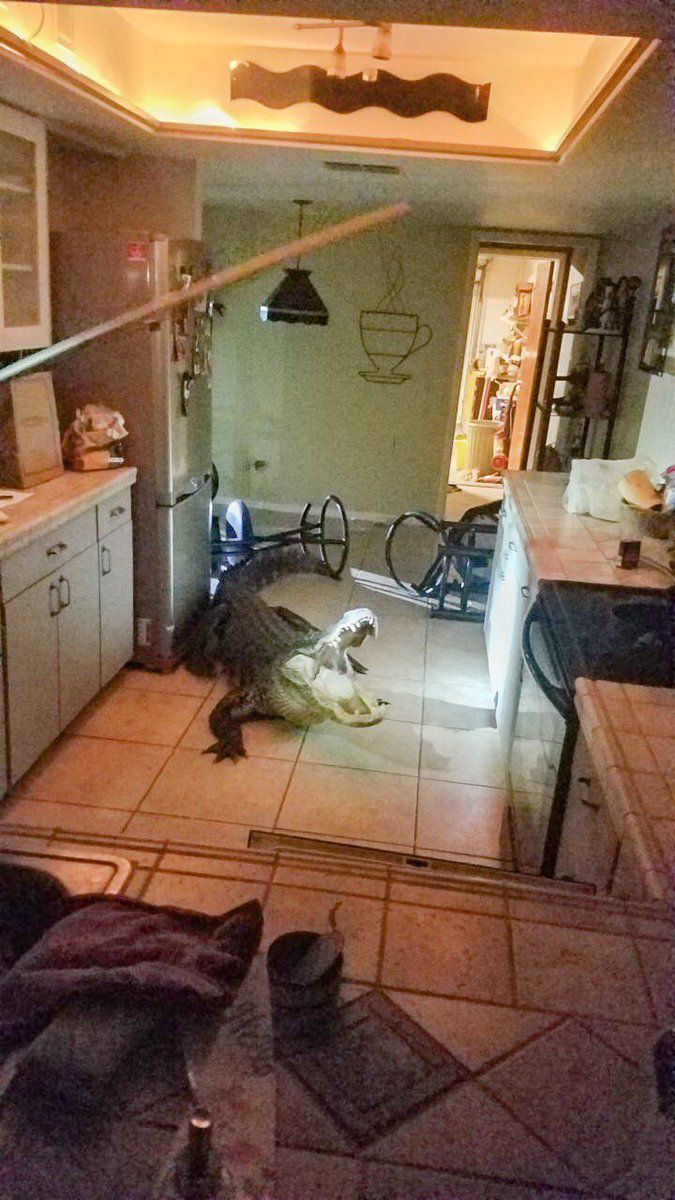 У Флориді крокодил увірвався в житловий будинок і знищив запаси вина. Мері Вишхузен, мешканку Клируотера, штат Флорида, вночі розбудив страшний гуркіт.
