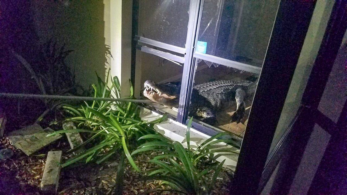 У Флориді крокодил увірвався в житловий будинок і знищив запаси вина. Мері Вишхузен, мешканку Клируотера, штат Флорида, вночі розбудив страшний гуркіт.