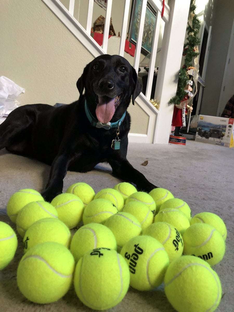 Дівчина знала, що її собака більше всього на світі любить тенісні м'ячі і вирішила зробити їй щедрий подарунок. Щастю не було меж!. Господиня вирішила подарувати своєму собаці 24 м'ячі і подивитися на її реакцію.