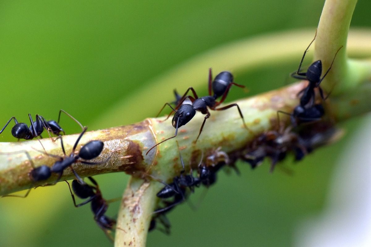 Мурахи на дачній ділянці: як від них позбавитися раз і назавжди. Поява мурах на дачній ділянці гарантує ризик появи попелиці, а разом з нею втрату всього врожаю.
