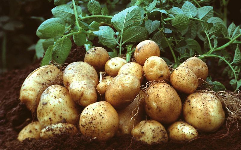Особливості вирощування та догляду за ранньою картоплею. При вирощуванні ранньої картоплі на зрошуваних землях велике значення має підгортання рослин.