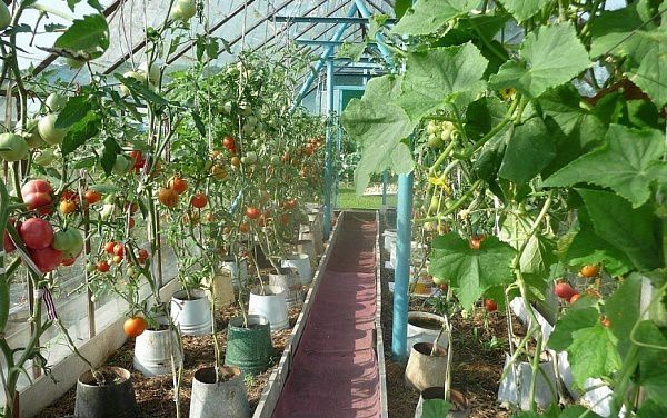 Поширені помилки садівників, які призводять до втрати врожаю томатів. Отримання багатого врожаю томатів або будь-якої іншої культури – не наука, а лише дотримання певних правил для вирощування.