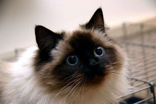 Фелінологи назвали найніжніші породи кішок. Породи кішок, які готові дарувати коханому господареві тепло своєї душі.