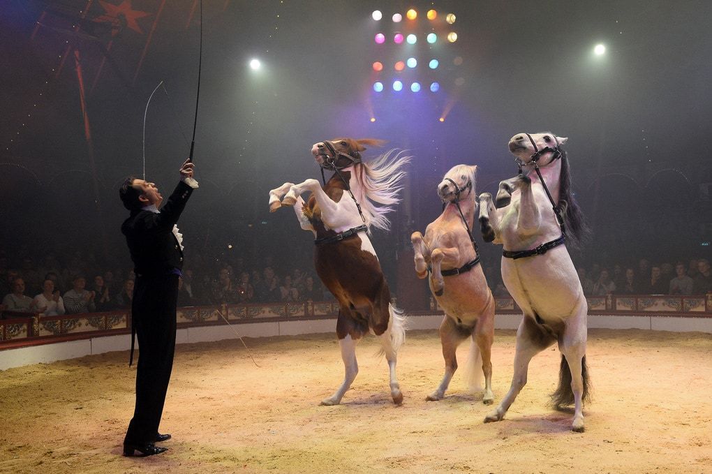 Цирки з тваринами — це минуле століття. Цирки з голографічними тваринами — ось нове слово. Німецький цирк знайшов ким замінити тварин. Замість них тепер виступають голограми.