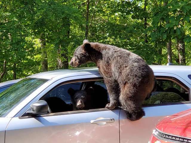Чоловік не закрив вікна в машині, а пухнасті ведмедики, ледь не викрали її. В машині вікна краще не залишати відкритими — раптом ведмідь залетить.