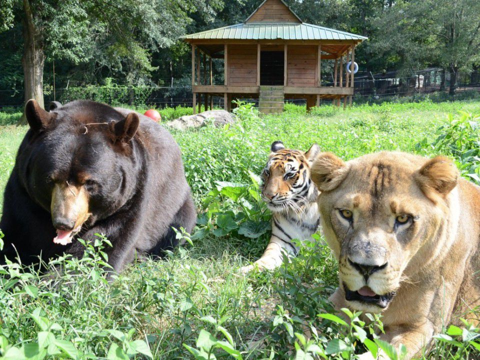 Дивовижна історія дружби лева, ведмедя та тигра. Ведмідь Балу, африканський лев Лео і сибірський тигр Шерхан дружать багато років.
