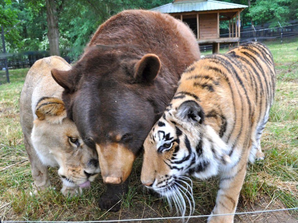 Дивовижна історія дружби лева, ведмедя та тигра. Ведмідь Балу, африканський лев Лео і сибірський тигр Шерхан дружать багато років.