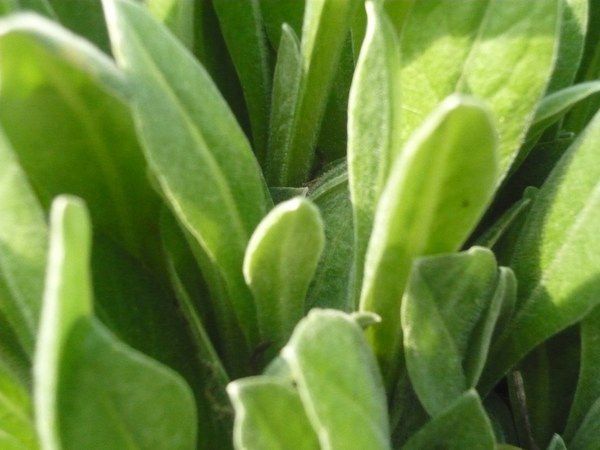 Чим корисна огіркова трава бораго і чому її варто посадити на своєму городі. Поповнюємо грядки вітамінами: огіркова трава.