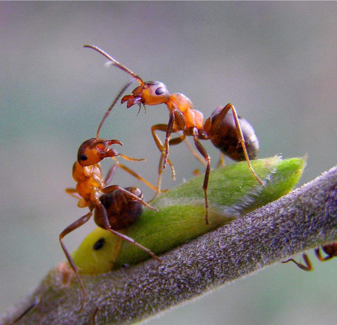 Мурахи та попелиця: взаємодія один з одним. У чому полягає особливість взаємодії попелиці з мурахами? Яку користь ці комахи одержують один від одного — зараз дізнаємося...