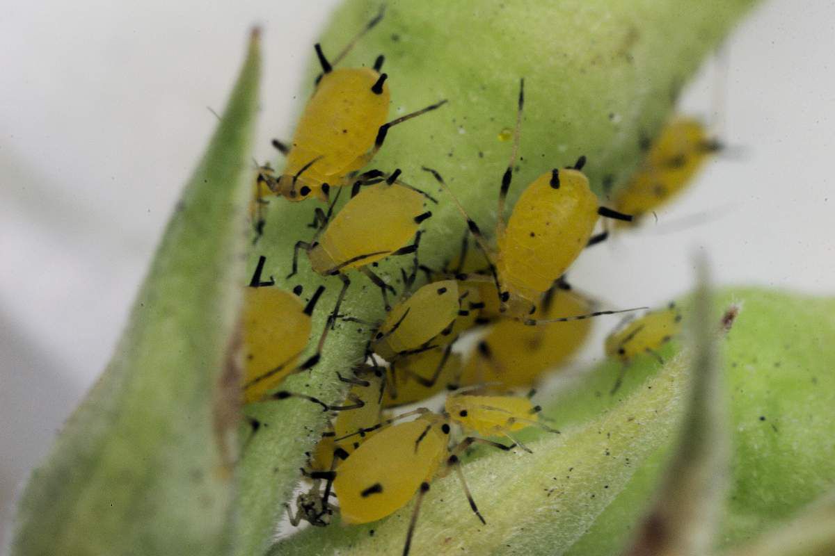 Мурахи та попелиця: взаємодія один з одним. У чому полягає особливість взаємодії попелиці з мурахами? Яку користь ці комахи одержують один від одного — зараз дізнаємося...