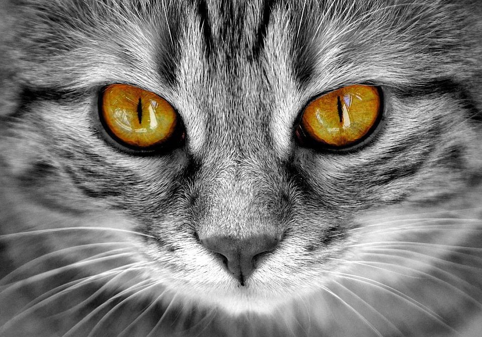 Це цікаво: чому у кішок світяться очі. Звичайно ж, феномен «сяючих очей» має наукове пояснення.