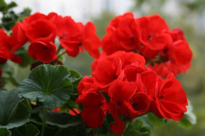 Кімнатні квіти, які приносять жінкам щастя: топ — 11. Тим, хто прагне залучити в життя щастя, варто розглянути рослини, які здатні привернути позитивну енергетику.